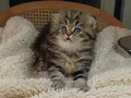 Anne altından veteriner kontrollü bebeklwrimiz