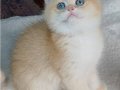 Irk garantili golden bebekler