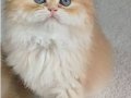 Irk garantili golden bebekler