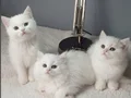 Anne altından veteriner kontrollü bebeklerimiz