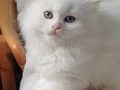 Anne altından veteriner kontrollü bebeklerimiz