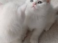 Anne altından veteriner kontrollü bebeklerimiz