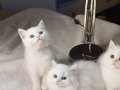 Anne altından veteriner kontrollü bebeklerimiz
