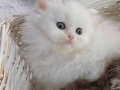 Scottish Fold Veteriner Kontrollü Bebeklerimiz