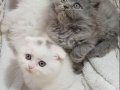 Scottish Fold Veteriner Kontrollü Bebeklerimiz
