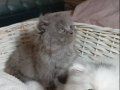 British Longhair Bebeklerimiz