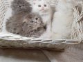 Scottish Fold Veteriner Kontrollü Bebeklerimiz