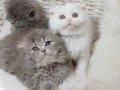 Scottish Fold Veteriner Kontrollü Bebeklerimiz