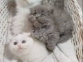 Scottish Fold Veteriner Kontrollü Bebeklerimiz