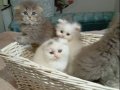 British Longhair Bebeklerimiz