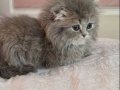 British Longhair Bebeklerimiz