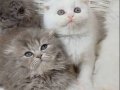 Scottish Fold Veteriner Kontrollü Bebeklerimiz