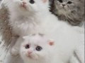 Scottish Fold Veteriner Kontrollü Bebeklerimiz