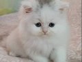 British Longhair Bebeklerimiz