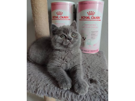 Panda Surat British Shorthair Son Yavrumuz