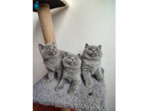 Ayı surat british shorthair