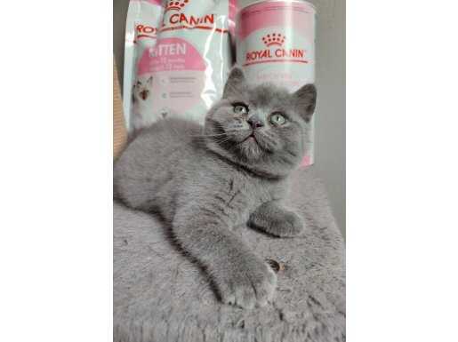 Ayı surat safkan son yavrumuz