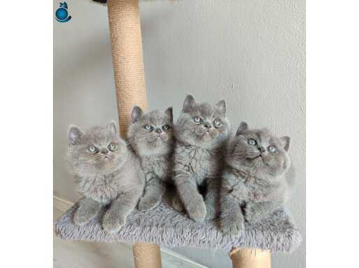 Ayı surat safkan yavrularımız