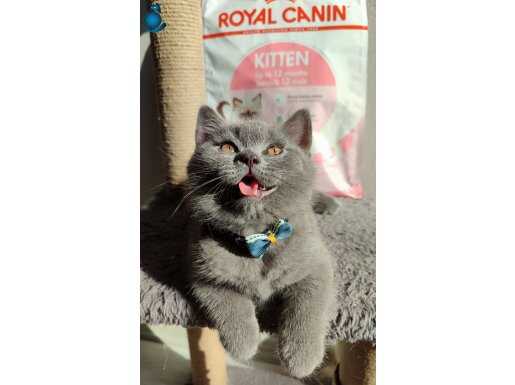 Ayı surat safkan son yavrumuz