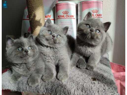 Ayıcık suratlı peluş yavrularımız