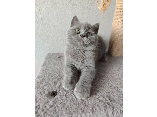 Ayıcık Suratlı Son Yavrumuz