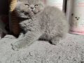 Ayıcık suratlı peluş yavrularımız