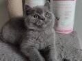 Panda Surat British Shorthair Son Yavrumuz