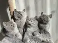 Ayı surat safkan yavrularımız
