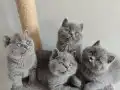 Ayı surat safkan yavrularımız