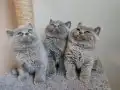 Ayı surat safkan yavrularımız