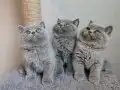 Ayı surat safkan yavrularımız