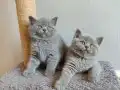 Ayı surat safkan yavrularımız