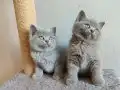 Ayı surat safkan yavrularımız