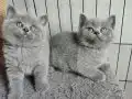 Ayı surat safkan yavrularımız