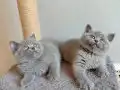 Ayı surat safkan yavrularımız