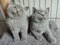 Ayı surat safkan yavrularımız