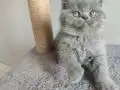 Ayıcık safkan yavrularımız