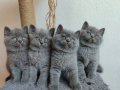 Peluş tüylü ayıcık yavrularımız