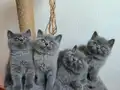 Peluş tüylü ayıcık yavrularımız