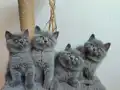 Peluş tüylü ayıcık yavrularımız