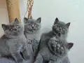 Peluş tüylü ayıcık yavrularımız