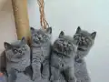 Peluş tüylü ayıcık yavrularımız