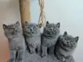 Peluş tüylü ayıcık yavrularımız