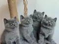 Peluş tüylü ayıcık yavrularımız