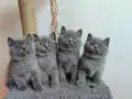 Peluş tüylü ayıcık yavrularımız