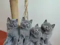 Peluş tüylü ayıcık yavrularımız