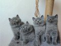Topaç kafa yavrularımız