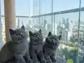 Özel suratlı nadir yavrularımız