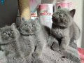 Ayıcık suratlı peluş yavrularımız