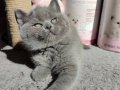 Ayıcık suratlı peluş yavrularımız